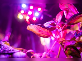 Bild von SAGA LED-Lampe & -Pflanzenlicht