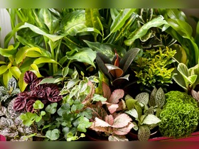 Bild von Indoor Growing Tipps