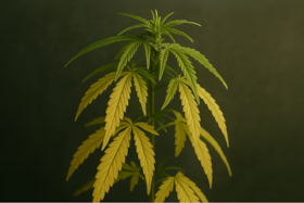 Bild von Lichtmangel bei Cannabis