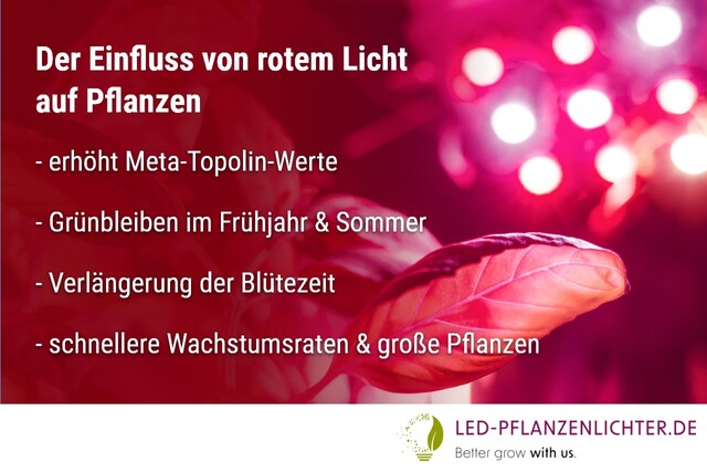 LED-Pflanzenlichter, Einfluss, rotes Licht