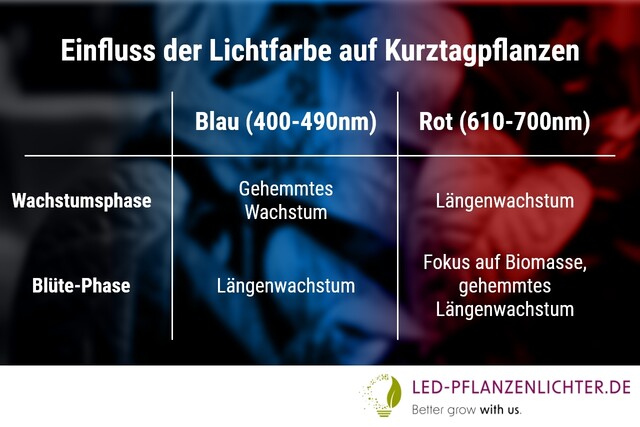 Einfluss, Lichtfarbe, Kurztagpflanzen, LED-Pflanzenlichter